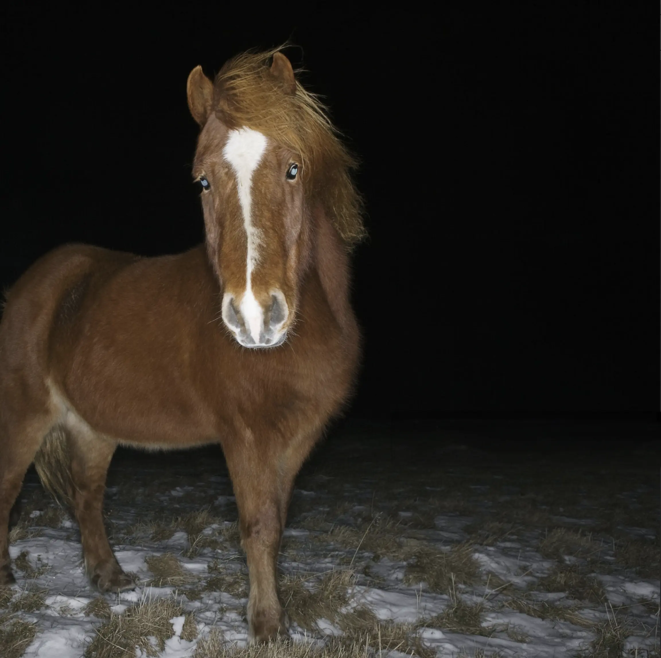 horse